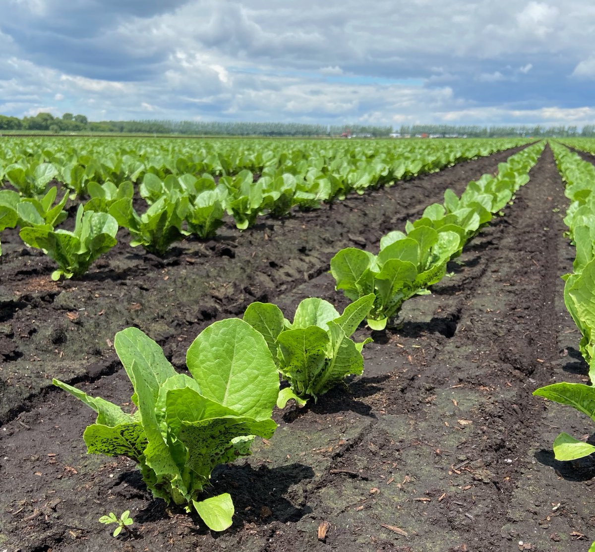 Southwestern Quebec’s high #organic matter soils cover an area of 12,000 hectares or 4% of the southern territory. These organic #soils are of great importance for high-value crops, like leafy greens. Read more here: wp.me/pclOv9-dK.