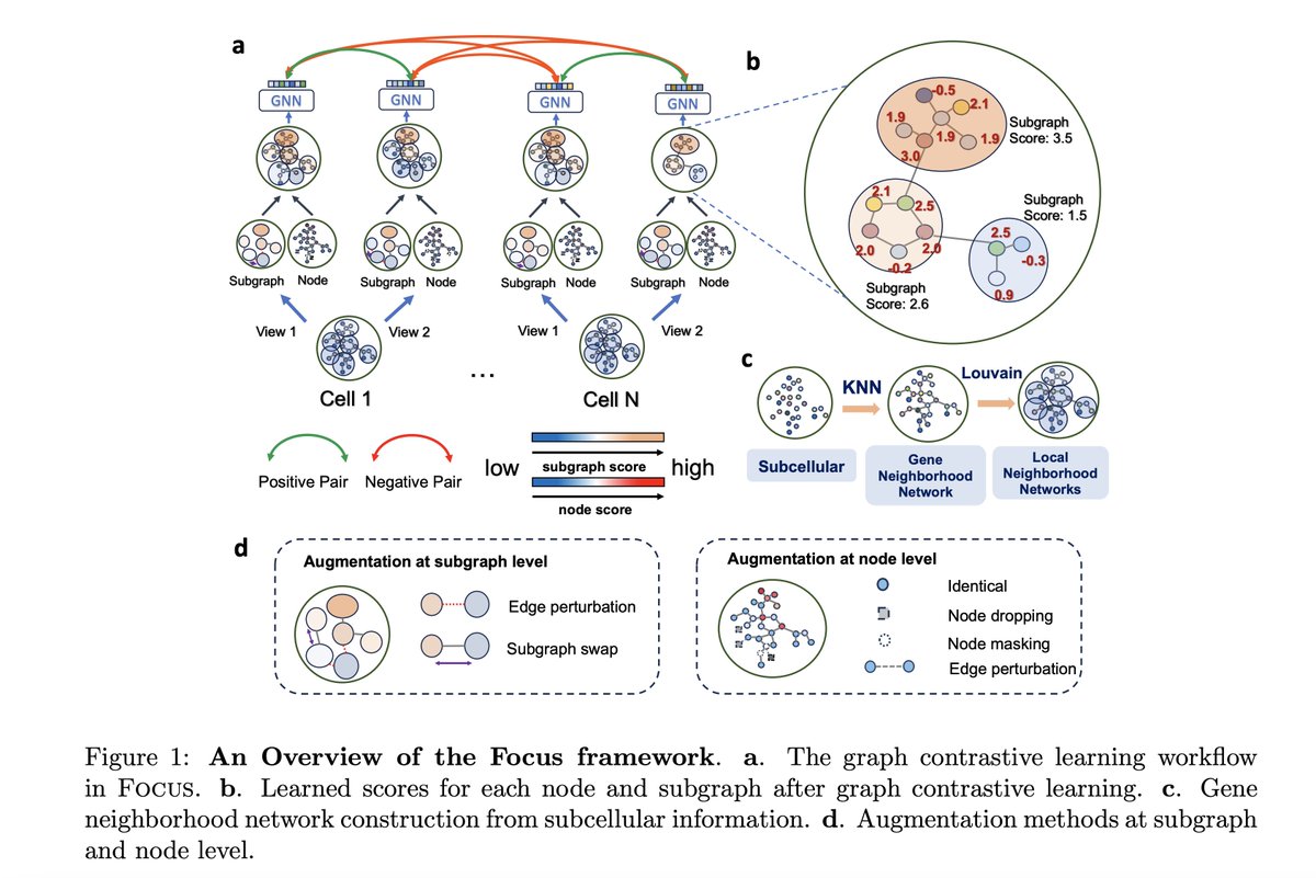 evo-devo (@xiaojie_qiu) on Twitter photo With the imaging-based spatial transcriptomics such as MERFISH, seqFISH, CosMx SMI, Xenium and others, have you ever wondered how we can leverage their subcellular spatial information? Check out our latest preprint on Focus by Qiaolin and Jiayuan <a href="/JiayuanDing/">Jiayuan Ding</a> , two talent With the imaging-based spatial transcriptomics such as MERFISH, seqFISH, CosMx SMI, Xenium and others, have you ever wondered how we can leverage their subcellular spatial information? Check out our latest preprint on Focus by Qiaolin and Jiayuan <a href="/JiayuanDing/">Jiayuan Ding</a> , two talent