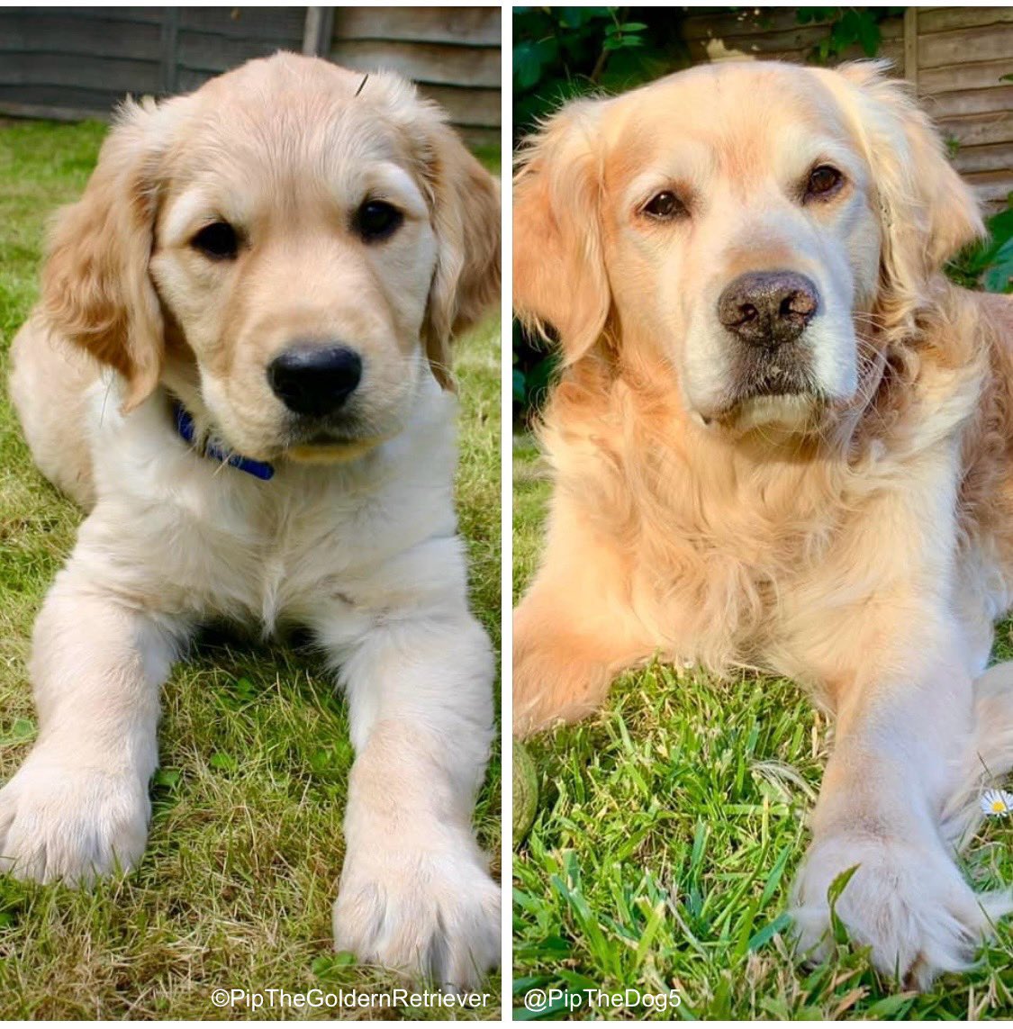PipTheDog5's tweet photo. 🌱🐶🐶🌿

My first day at my forever home in September 2010. I’m now over 13 and a half and still like to lie in the same spot.

#ThrowbackThursday

#DogsOfX #GoldenRetrievers 🐕😀🐾 https://t.co/p0EnuQLPRY