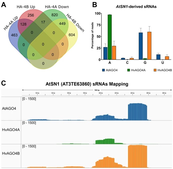 PlantCellRep's tweet photo. NEW ONLINE: Barley AGO4 proteins show overlapping functionality with distinct small RNA-binding properties in heterologous complementation https://t.co/kRaMx8XcPV https://t.co/8C1ZLIHbfo
