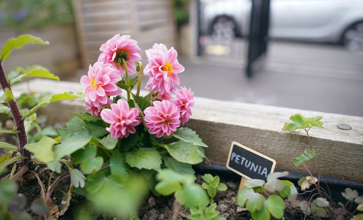 Thinking of planting your own dye garden at home? Not sure where to start? Take a look at our #GrowingColourTogether resources. We have growing cards, a garden wheel, growing and harvesting instructions, and much more. woveninkirklees.co.uk/case-study/gro… #WoveninKirklees Image: @BOKEHGO