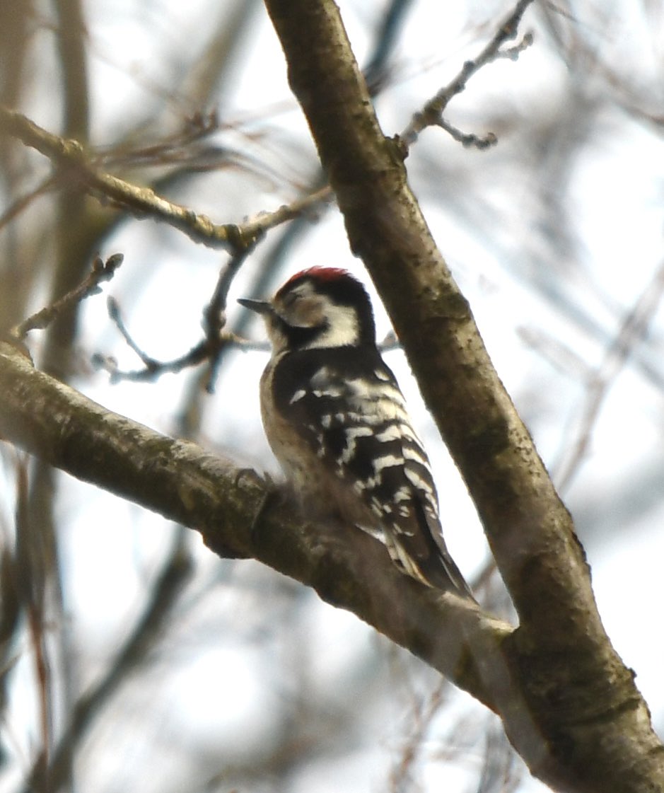 Baldbirder1's tweet photo. Couple of male Lesser Spotted Woodpeckers doing their thing in the Kent woods this morning - smart wee chaps! @KentishPlover #birding #LesserSpottedWoodpecker https://t.co/IjbBDRXueD