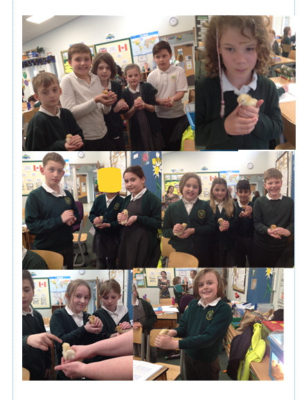 Crocodiles Class (@crocclass) on Twitter photo We shall be sad to see our chicks leave tomorrow. We have loved having them with us for the last two weeks, watching their life cycle in action... <a href="/WillowsCE/">Holy Trinity C of E Primary School</a> We shall be sad to see our chicks leave tomorrow. We have loved having them with us for the last two weeks, watching their life cycle in action... <a href="/WillowsCE/">Holy Trinity C of E Primary School</a>