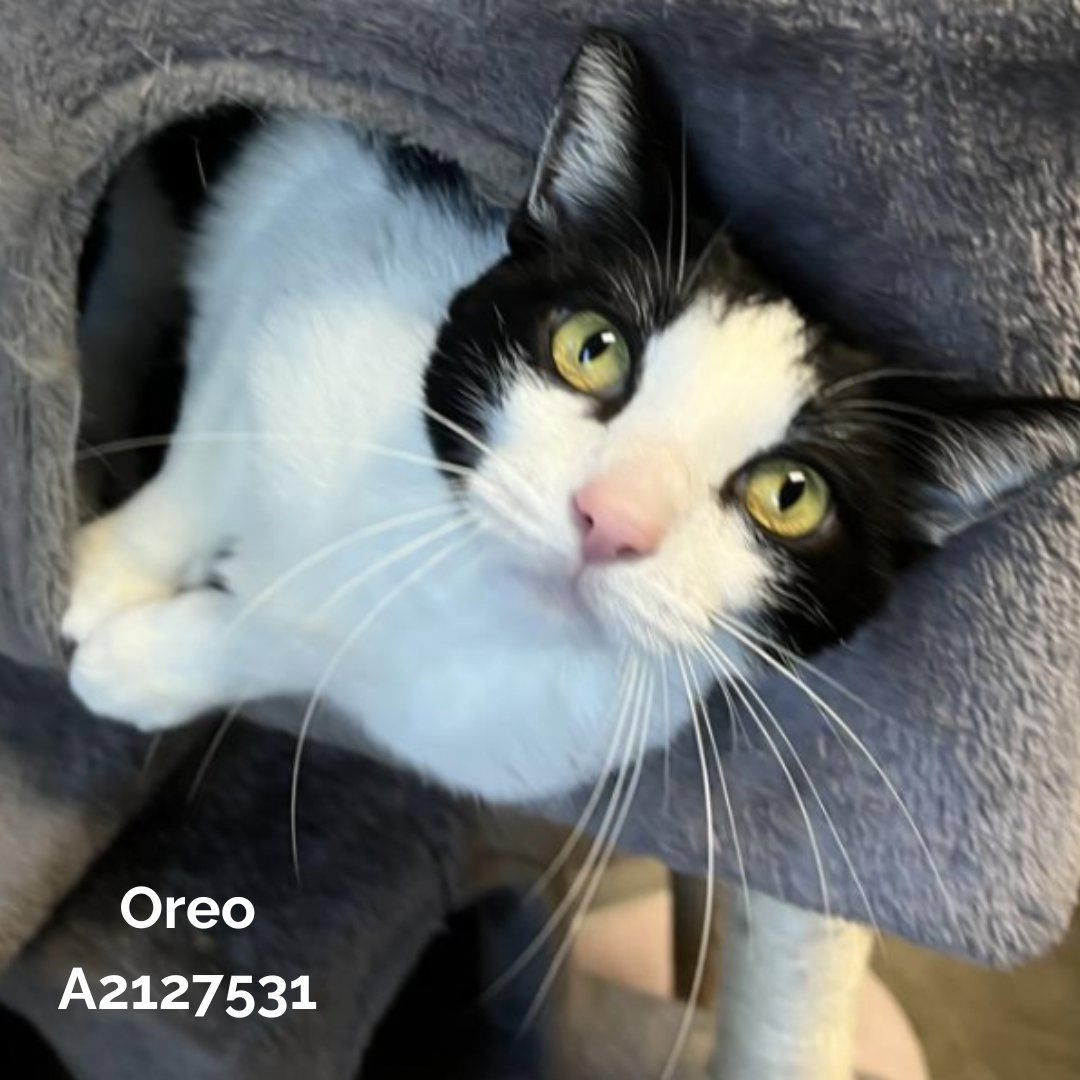 LACityPets's tweet photo. To kick off the 24th annual Tour For Lifeยฎ, LA Animal Services is offering reduced adoption fees now through Sunday, March 17th! Visit https://t.co/M0xjatcrqe for more info. @animalleague @nutrish #TourForLife2024 #GetYourRescueOn #lacitypets #HumaneLA #adopt #dogsofLA #catsofLA https://t.co/o1UWlTpXs0