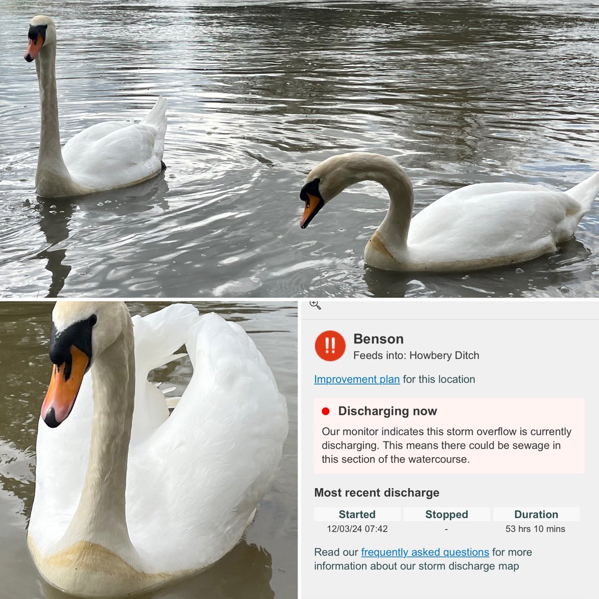 Henley Mermaids (@henleymermaids) on Twitter photo This is horrifying. <a href="/thameswater/">Thames Water 💧</a> we know you don’t give a s**t but you should be ashamed. A pair of very thin swans with a raw sewage tide mark. Zoom in & see what devastation you, YES YOU are causing not only to the wildlife on top of the water - the fish have NO escape. This is horrifying. <a href="/thameswater/">Thames Water 💧</a> we know you don’t give a s**t but you should be ashamed. A pair of very thin swans with a raw sewage tide mark. Zoom in & see what devastation you, YES YOU are causing not only to the wildlife on top of the water - the fish have NO escape.