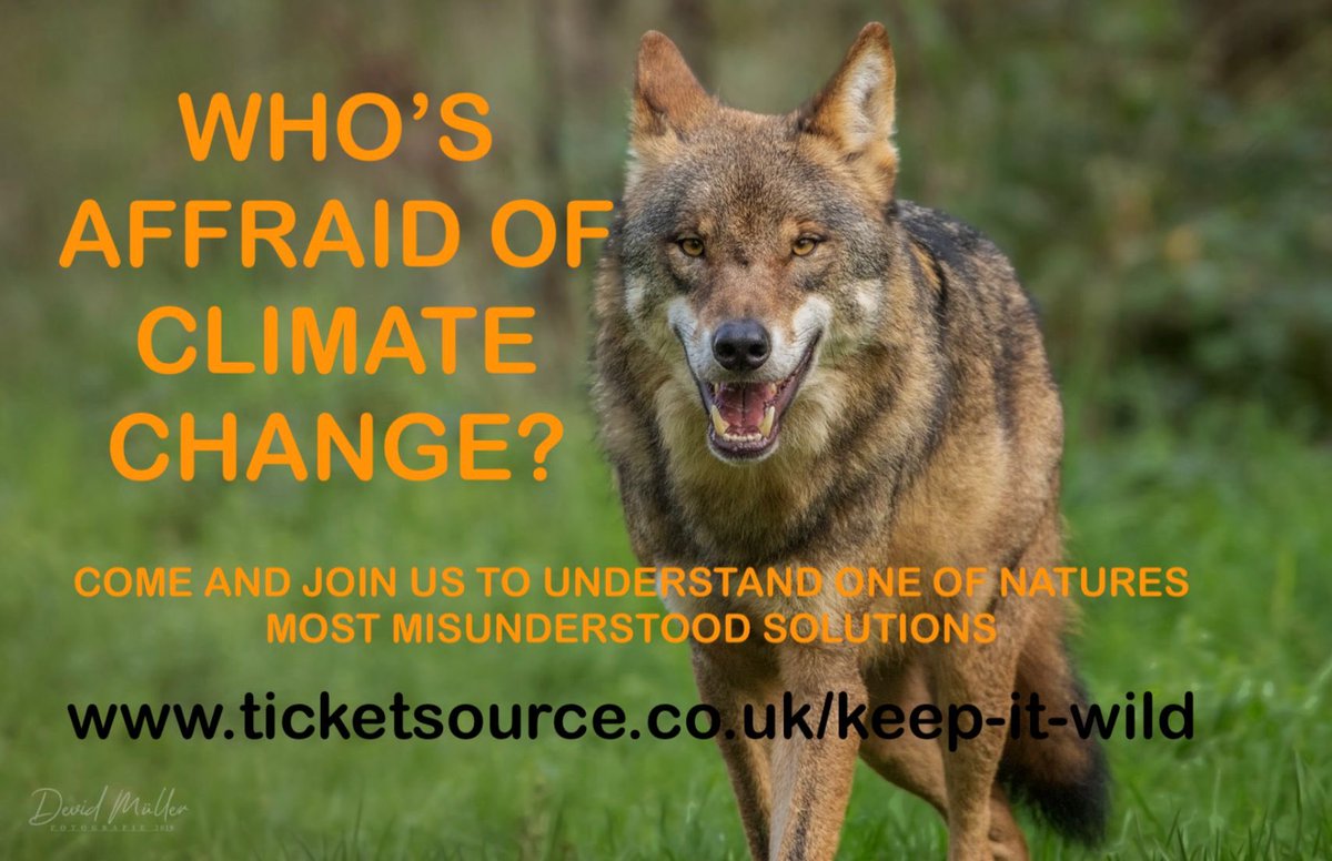 Wolf conference gathering steam. Speakers getting ready to fly in to advise on life in wolf land. Calls will be played from the ridge where the flint knappers listened to their sonatas by moonlight. Poems will be read in the dark.