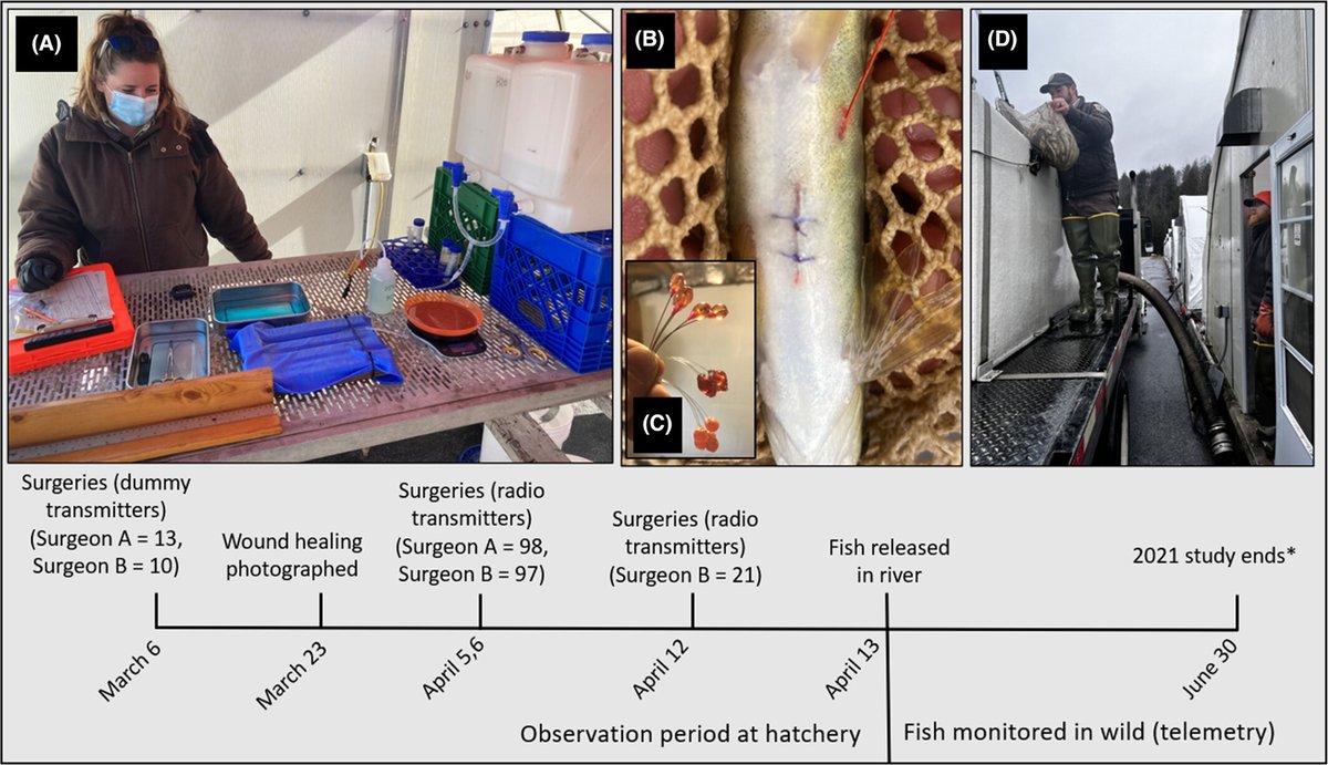 This case study found that fish survival and in-river performance differed markedly between fish that were tagged by two surgeons who followed the same surgical procedure. A reminder to always consider how handling procedures might influence results. bit.ly/3IECAMy