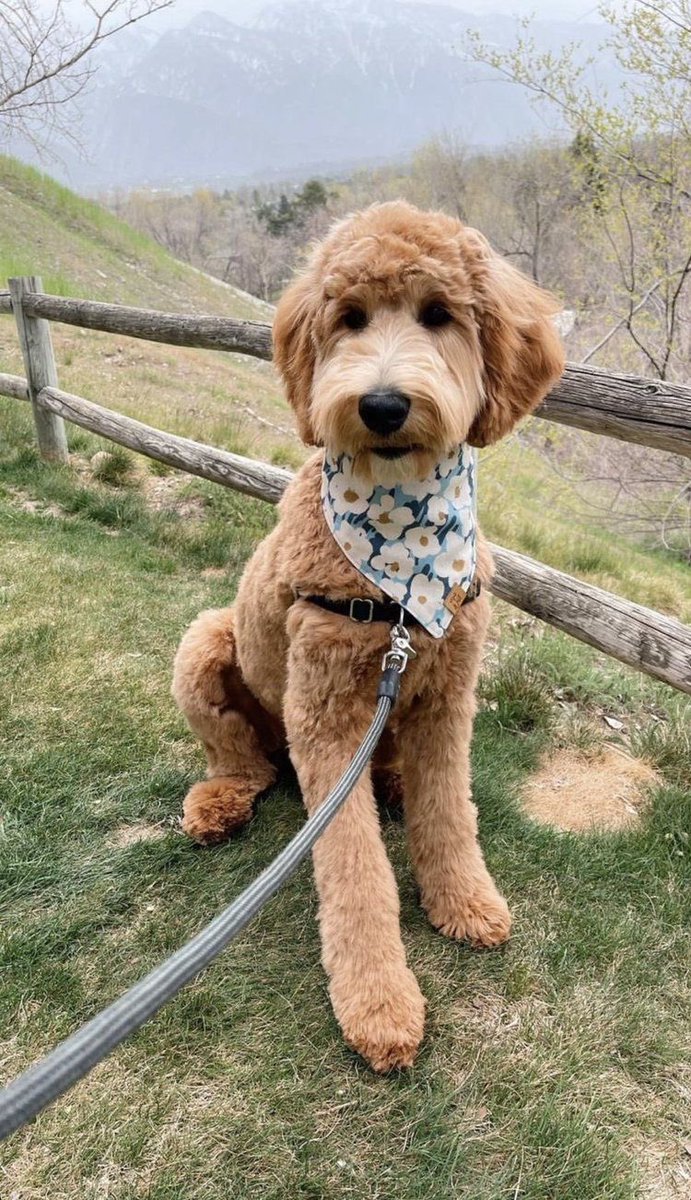 Si me regalan un Golden doddle para mi cumple me hacen la mujer más feliz del mundo 🥲