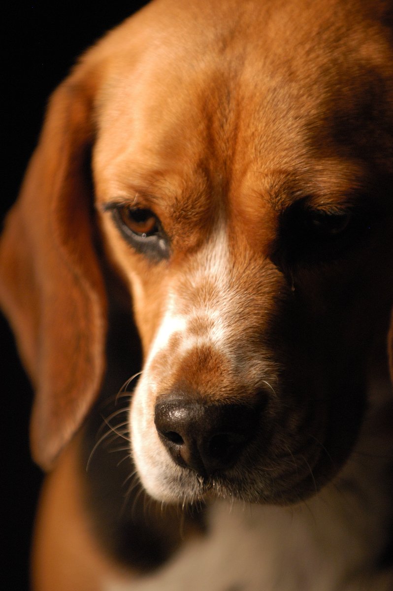 hotsphere444's tweet photo. Remember the Envigo case? I wrote an essay regarding beagle issues and I discuss how "the captivity, breeding, and experimentation of beagles often go hand in hand". #39canimals #Researchpaper 
https://t.co/UvWh1BmkvZ https://t.co/ohMkYPUp36