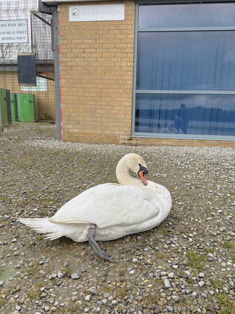 A call from the rangers at Pugneys Country Park, resulted in the rescue of this swan on Tuesday. The bird was reported as being unable to walk, but is now receiving daily treatment for an infected leg wound and responding well in our care.
