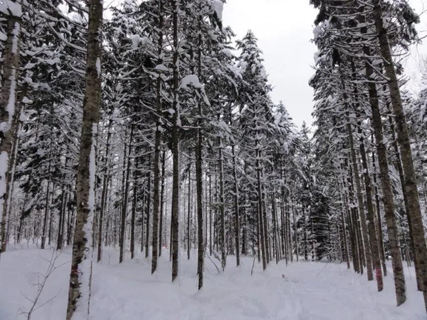 satoshioshii's tweet photo. The city of #Ashibetsu, in the far island of #Hokkaido, in #winter
(La ciudad de Ashibetsu, en la lejana isla de Hokkaido, en invierno)
#芦別市 #北海道 #冬 #japan #japonviaje #JapanTravel https://t.co/JvkVzcBs87