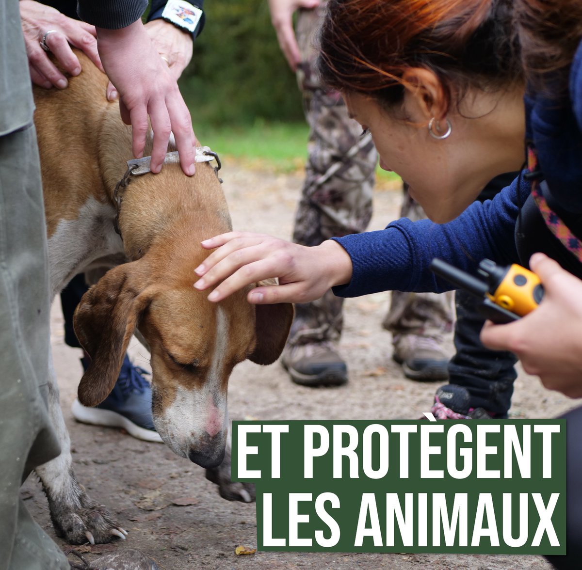 AVA est présent dans les forêts :

🚶‍♂️Piétons, 🚘conducteurs,🚴‍♀️ cyclistes...

Des équipes de volontaires se relaient chaque semaine pour suivre les équipages de #chasseàcourre, protéger les animaux quand c'est possible et documenter les méfaits.