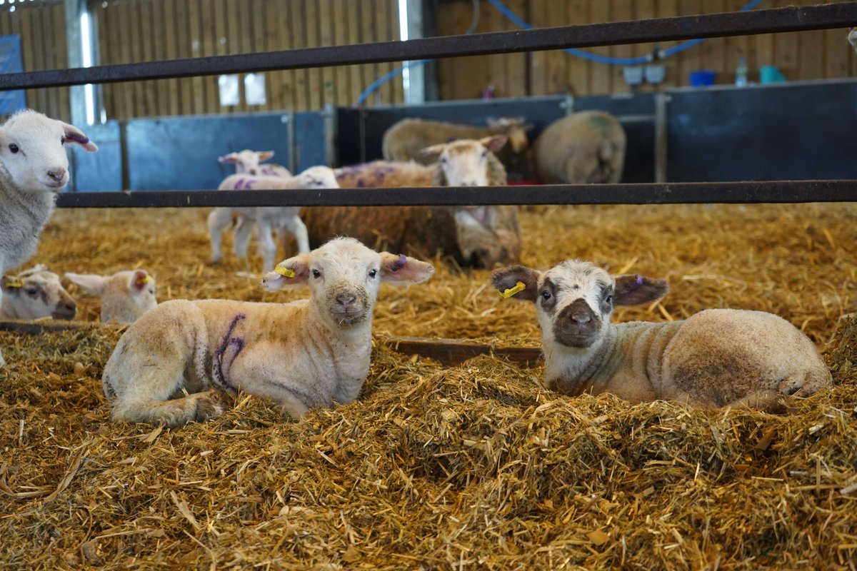 Reaseheath's tweet photo. Here's a couple of our adorable lambs π
Are you coming to our Lambing Weekend? Tickets are now SOLD OUT! Please do not show up on the day as it is pre-paid tickets only.
#ReaseheathLambing24 #WeAreReaseheath https://t.co/r3COzNviDp