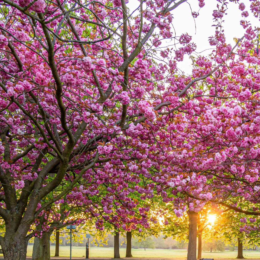 Spring is in the air - we promise! Embrace the longer days by discovering the best places to see cherry blossom across the UK: exceptional.com/homes/gardens/… #cherryblossom #SagaExceptional #Saga #ExperienceIsEverything