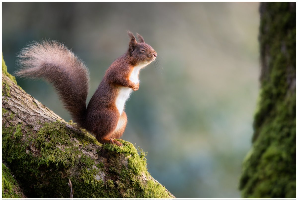 A Red Squirrel soaking up the morning sun in the Glen's of Antrim @BBCSpringwatch @UlsterWildlife @RedSquirrelsUW @LoveBallymena @bbcniweather @VisitCauseway