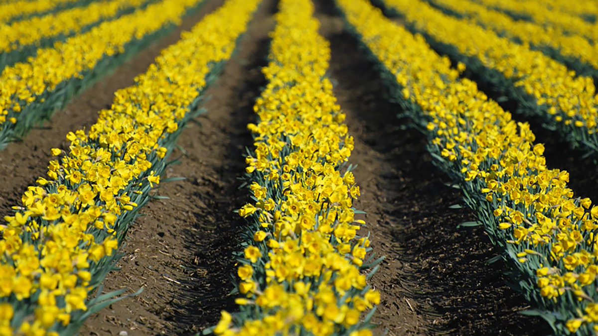 The Skagit Valley daffodil fields are expected to be full of color by Sunday, which lines up perfectly with a spring warm up. Don’t miss out on seeing these golden beauties! bit.ly/3bW0tiY