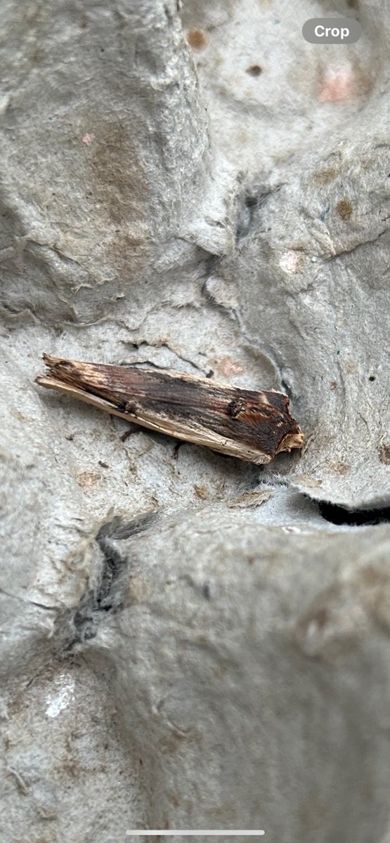 Matt Busuttil (@buffmypylon) on Twitter photo A Red Sword-grass and 2 Dark Sword-grass to light last night 13/3 VC13 Upper Beeding <a href="/MigrantMothUK/">Migrant Lepidoptera</a> <a href="/griffiths_lyn/">Lyn Griffiths</a> #UKmoths A Red Sword-grass and 2 Dark Sword-grass to light last night 13/3 VC13 Upper Beeding <a href="/MigrantMothUK/">Migrant Lepidoptera</a> <a href="/griffiths_lyn/">Lyn Griffiths</a> #UKmoths