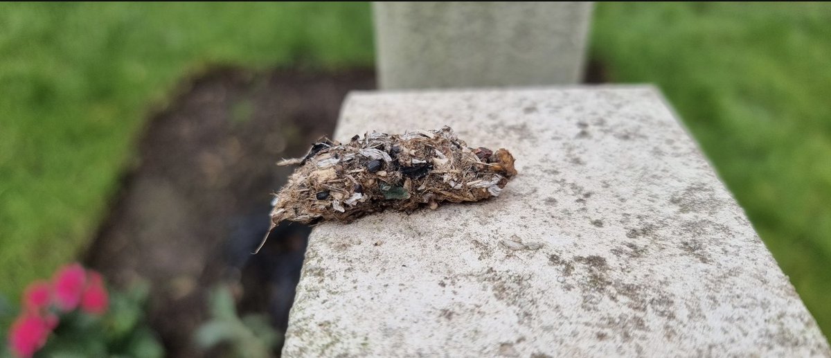 I wondered if this could have been an owl pellet from today @loudivision @RSPBNELondonGrp @tharris0457