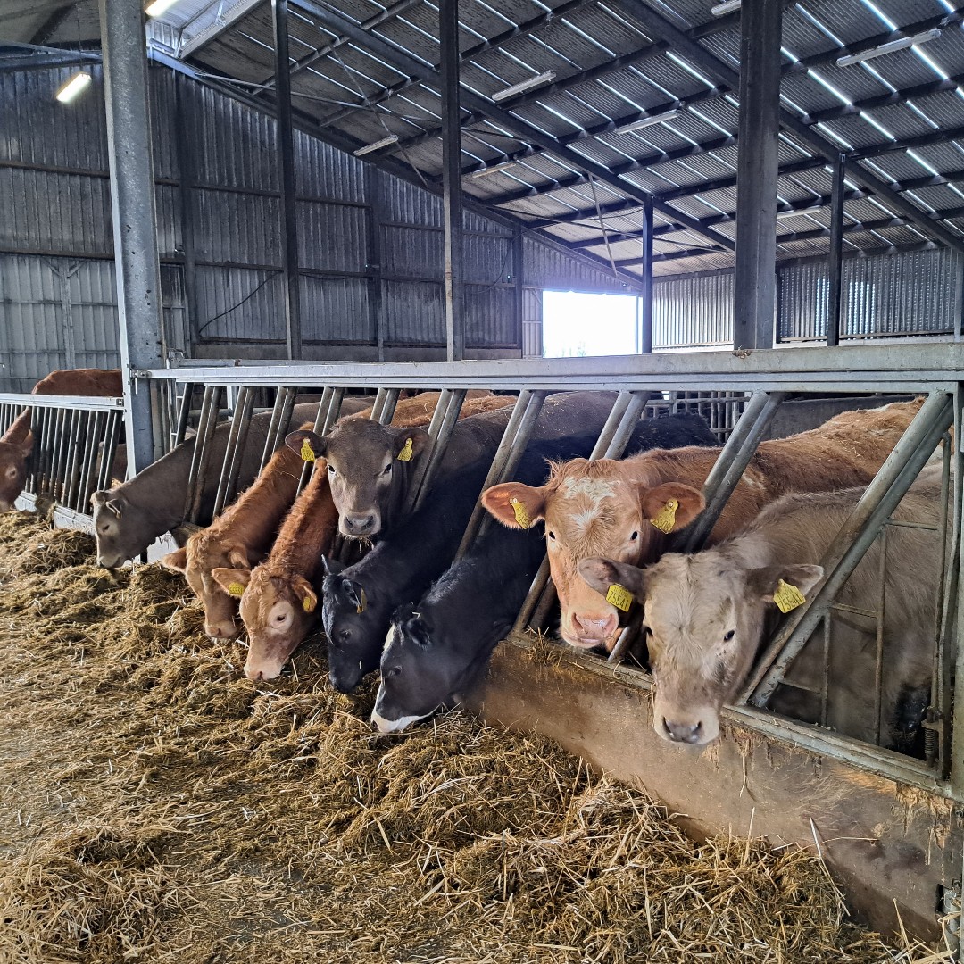 The farm is super busy currently with lambing and calving going on, but we're not complaining! Are you interested in a career in agriculture? Applications for our full-time Level 5 Agriculture course are still open! Check out the course here: ow.ly/eOuA50QTwJX