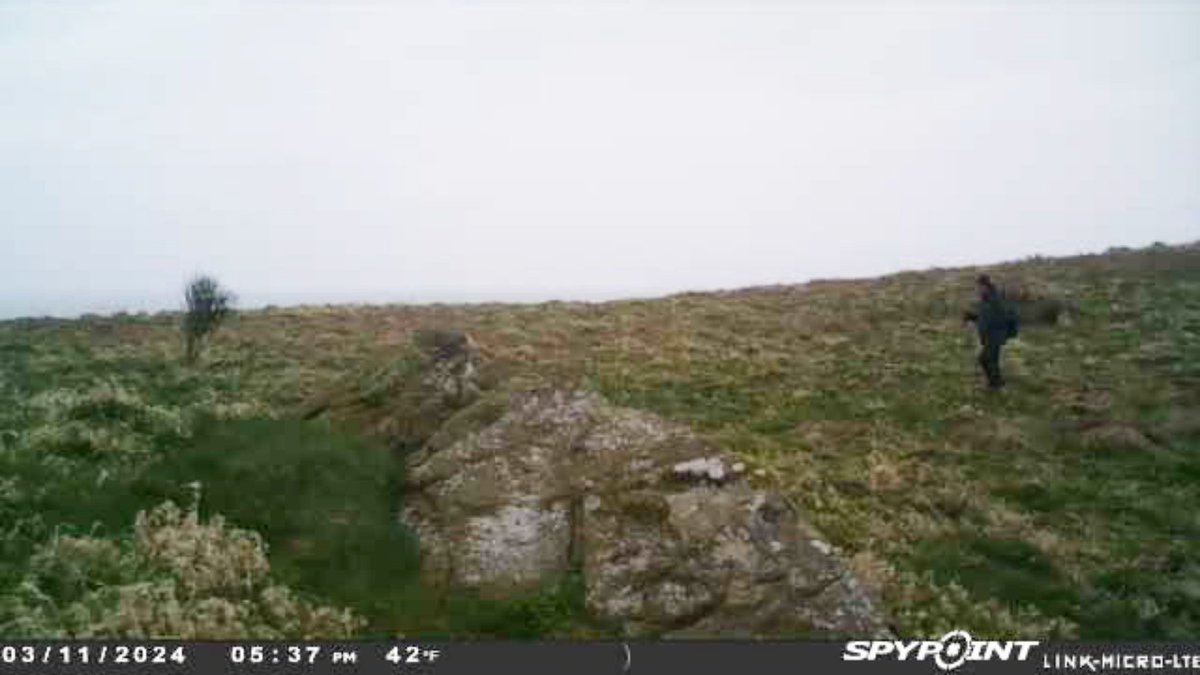 For our seabirds' sake, please do not visit Isle of Muck Nature Reserve!

Earlier this week our habitat monitoring cameras picked up someone on Isle of Muck with their dog. We want to take this chance to remind everyone why the nature reserve is not open to visitors. (1/5)