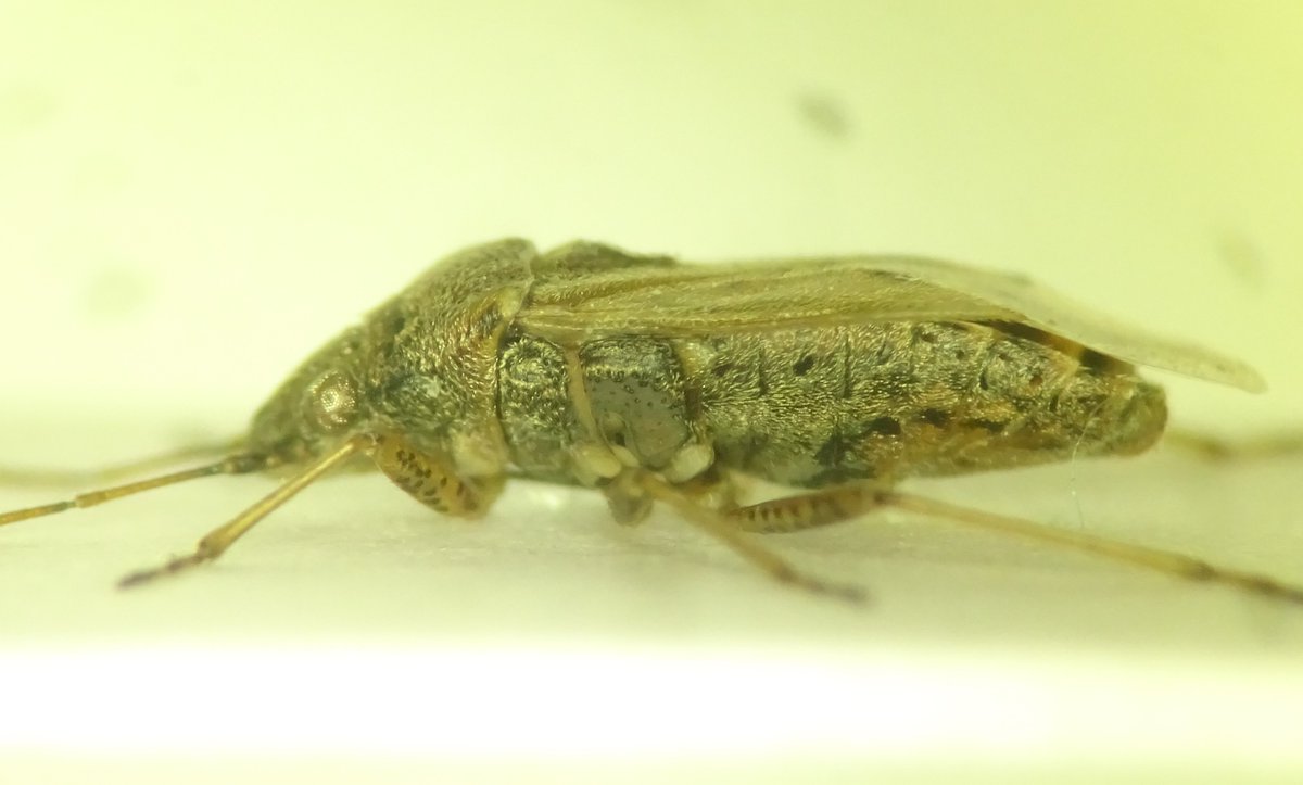 AndyinSandy's tweet photo. @BritishBugs can I have thoughts on this assumed Nysius.  Collected off heathland in Hampshire in April last year.  Seems to be dark base to 2nd and 3rd antennal segments but diffuse especially in 2nd.  Basal segment of hind tarsi longer than following 2 https://t.co/URtU5l89o5
