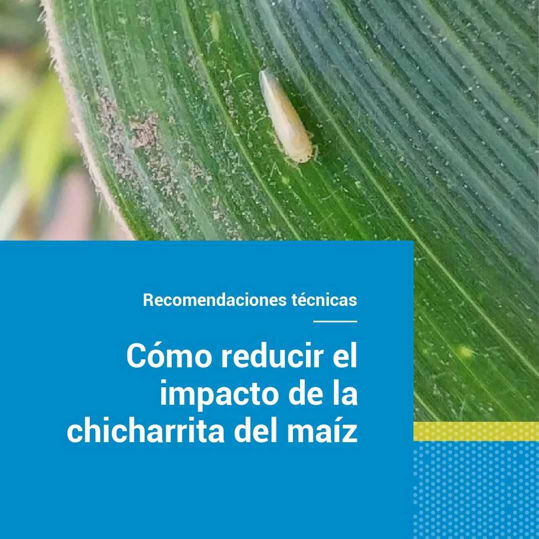 🌽 Por las condiciones climáticas y el escalonamiento de siembra, la chicharrita del maíz -vector de patógenos que causan el achaparramiento- se expandió a la zona núcleo. Te compartimos recomendaciones para reducir su impacto en el cultivo 🧵

📲Más info: bit.ly/3IyMKy5