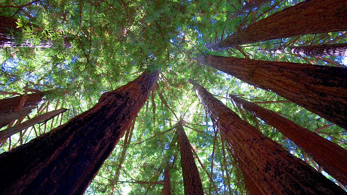 Did you know that the world's tallest known tree- named 'Hyperion' is currently alive and well in California and stands a massive 115.92 m (380.3 ft) tall?

en.m.wikipedia.org/wiki/Hyperion_…

That's the tallest freestanding $LOG on earth- #STAYHARD #LOGARMY #LOGGERS 🪵🪵

@YourLogBlog