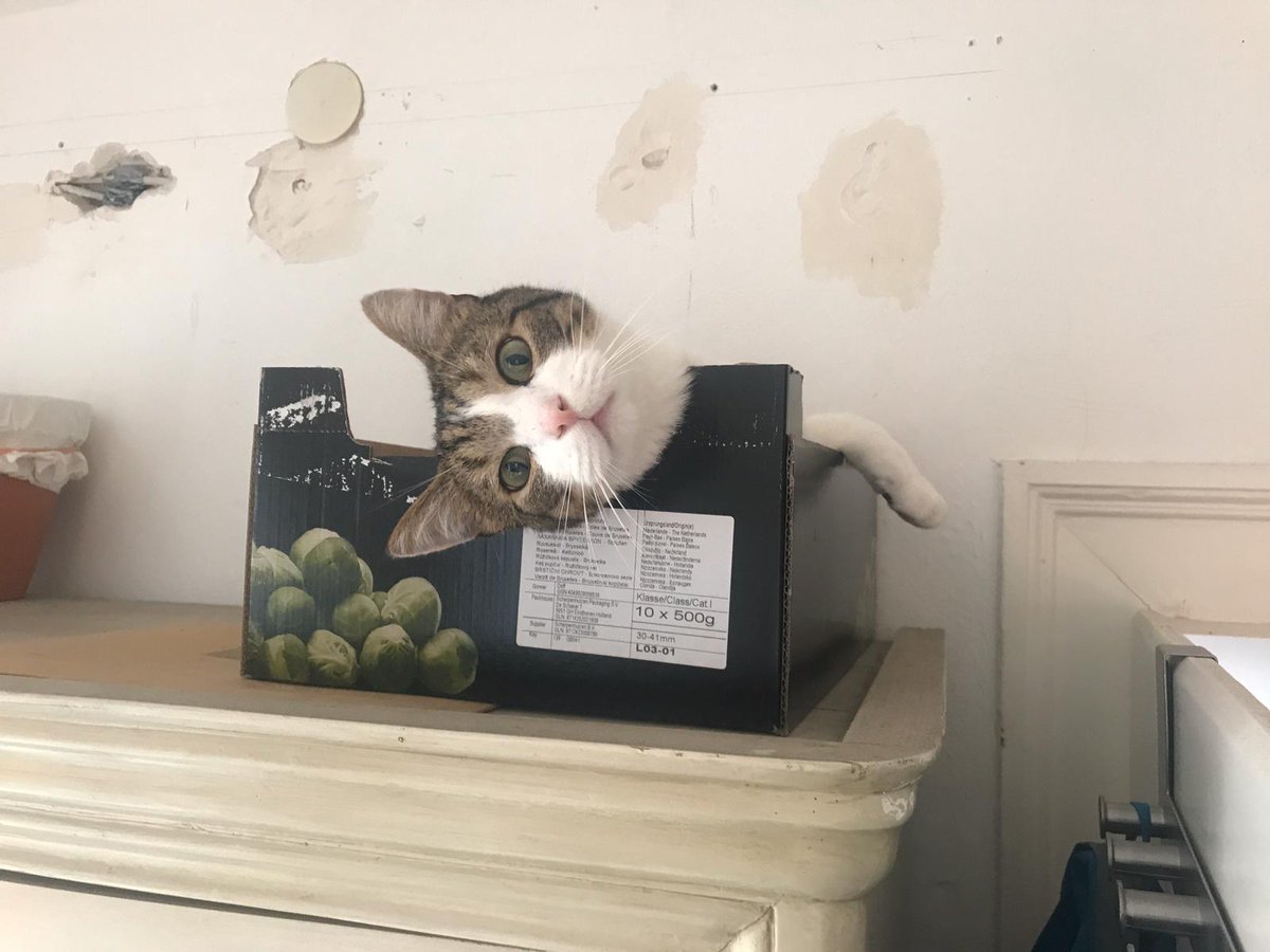 itsdaneesaur's tweet photo. babes, my brother's cat (and Samu's brother) Casper is currently at the hospital, we/they desperately need help with his medical bills 

GFM keeps timing out so I made a PayPal Pool, pls RT, and if you can spare something, help us out  ✨

https://t.co/8aQS0ZJcdt https://t.co/PD6OM7xSOB