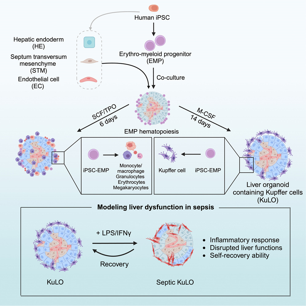 Organoid News (@organoidscience) on Twitter photo 🔬 Scientists presented a strategy to generate liver #organoids containing #Kupffer cells by recapitulating fetal liver hematopoiesis using 🧫 hiPSC-derived erythro-myeloid progenitors.
<a href="/CellReports/">Cell Reports</a> | bit.ly/3PkQmHQ 🔬 Scientists presented a strategy to generate liver #organoids containing #Kupffer cells by recapitulating fetal liver hematopoiesis using 🧫 hiPSC-derived erythro-myeloid progenitors.
<a href="/CellReports/">Cell Reports</a> | bit.ly/3PkQmHQ