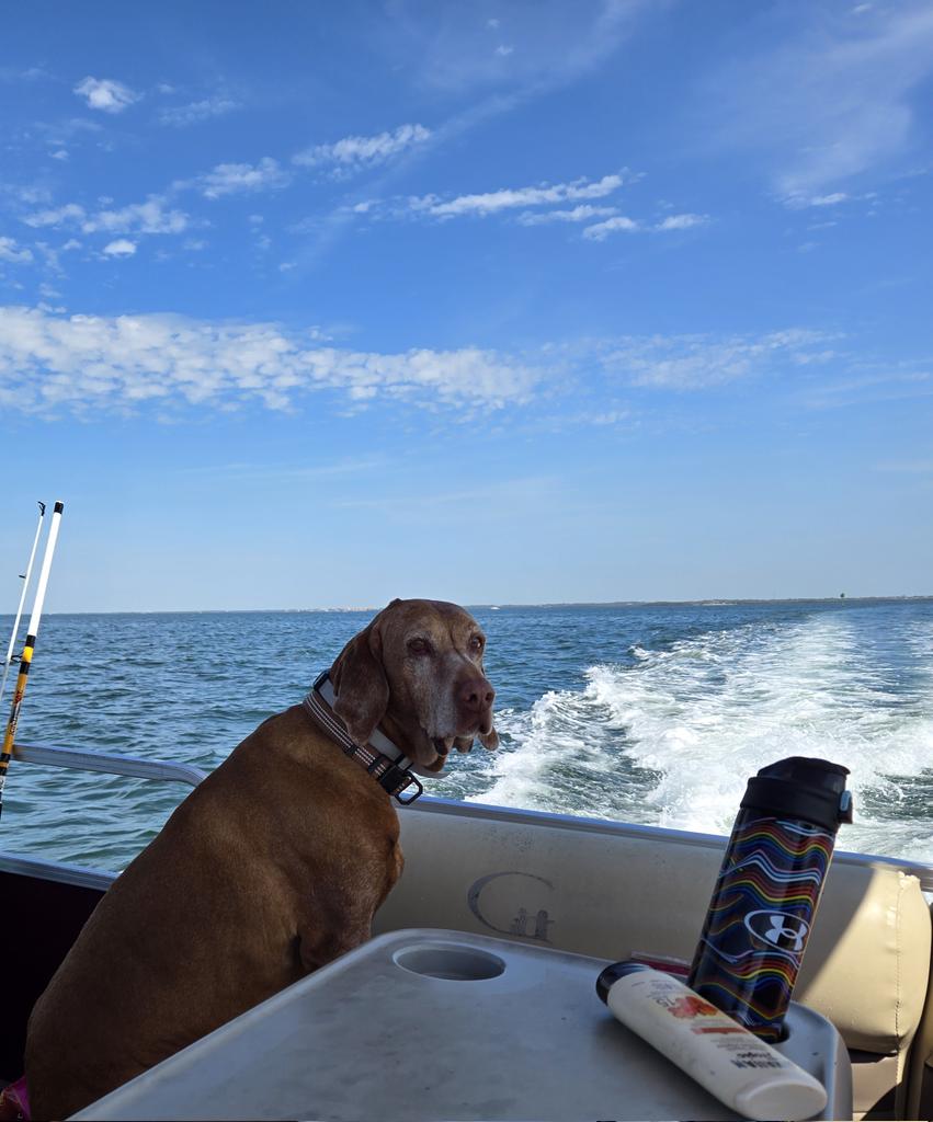 Pals! It's #boatlife for us! We rented a pontoon boat and are off on an adventure! Brudder Chester is in his happy place! #dogs #dogsoftwitter #dogsofx