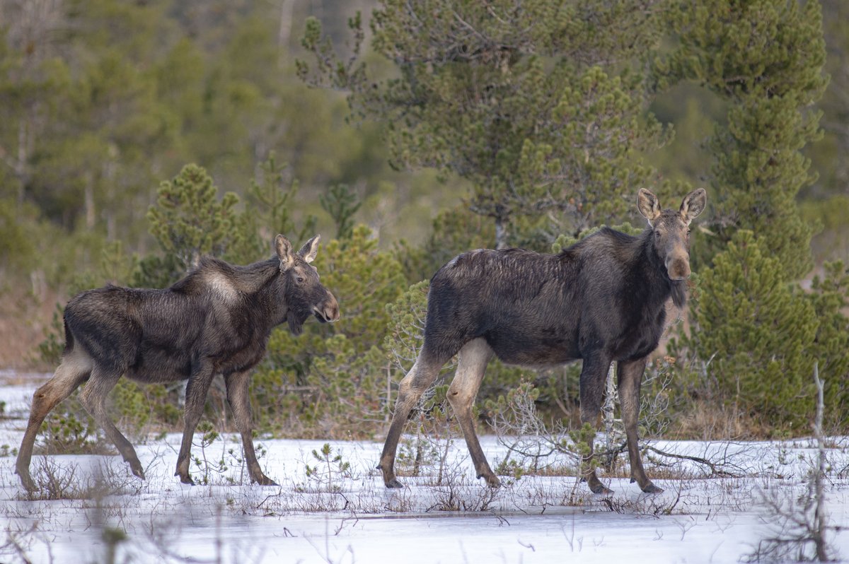 You know who never skipped a leg day? Hint: she's looking at you right now. Moose are the largest terrestrial mammal in Alaska, with males that can weigh in over 1,400 pounds and stand nearly 7 feet tall at the shoulder.