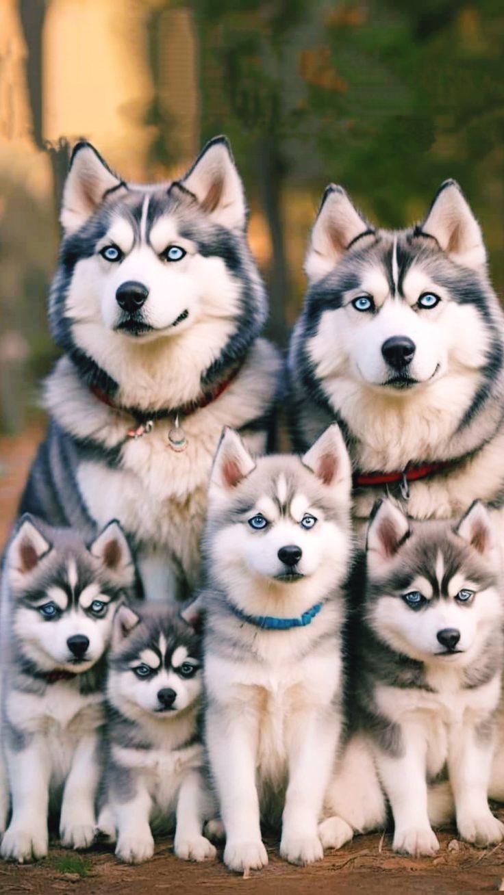 Husky lovers 2025