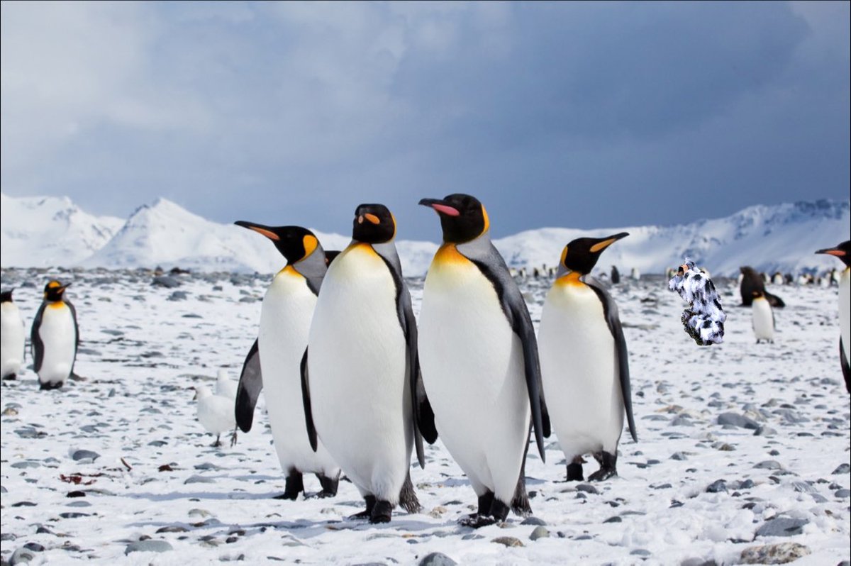 GeoffreyPronto's tweet photo. Heard there’s been talk on my name during @The_BMBL season 11 Podcast. Many thought I have died. 

Let me be clear. You can’t kill Pronto. I was in Antarctica honing my craft. Photographing penguins and learning to hide in plain sight. 

SZN 11 here I come. https://t.co/qfZDTTlbFc