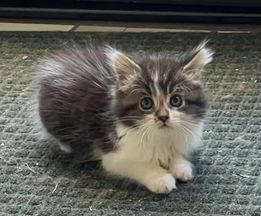 Bev Anderson-Abbs 🥑 tweet media