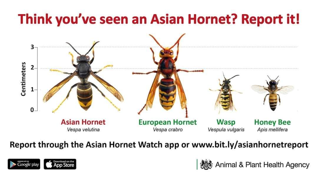 From Defra On the 11th of March we received confirmation of an Asian hornet found in a potting shed in Ash, Kent. The find was around 5 miles from a nest destroyed in 2023 near Canterbury, Kent. The details for the early season monitoring work are currently being finalised