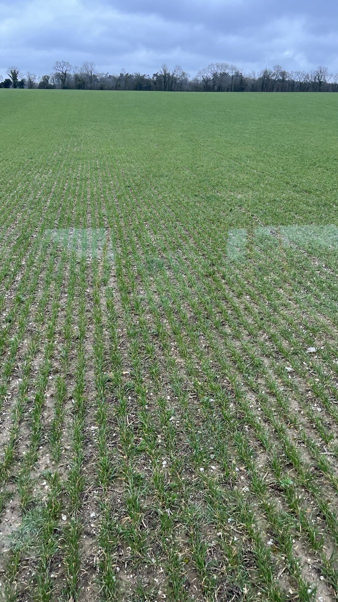 fowell103's tweet photo. 9years of no-till and tramlines rtk in the same place. You can just see the darker lines. #worksforus 👍 https://t.co/VMuMw3AGt4
