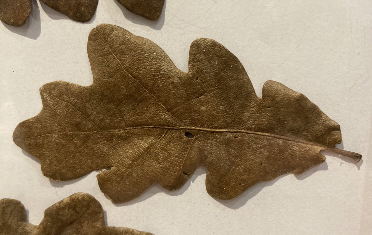 Five million year & five month old oak leaves for comparison If it ain’t broke, don’t fix it 🌳