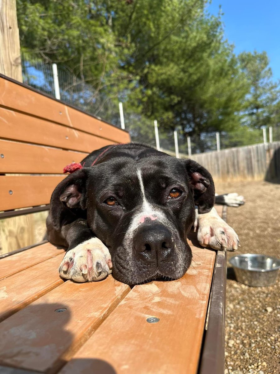 Juno is resting up for her big TV debut. Check her out on @fox28columbus Good Day Columbus tomorrow around 9:15 am as she and Alex join Brian from @WahlbergChevy to talk about our upcoming adoption event to celebrate the premier of the ‘Arthur the King’ film. #chaanimalshelter