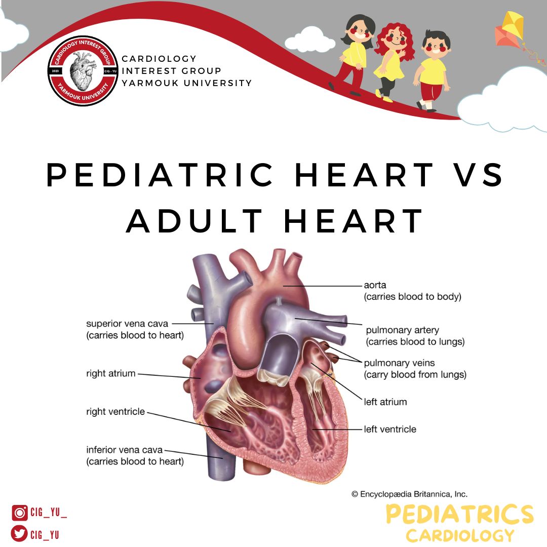 This week’s post delves into the variances between pediatric and adult hearts, covering aspects ranging from structure and physiology to diseases. Keep an eye out for similar posts in the future!🫀 #ACCMedStudent #CIG_YU