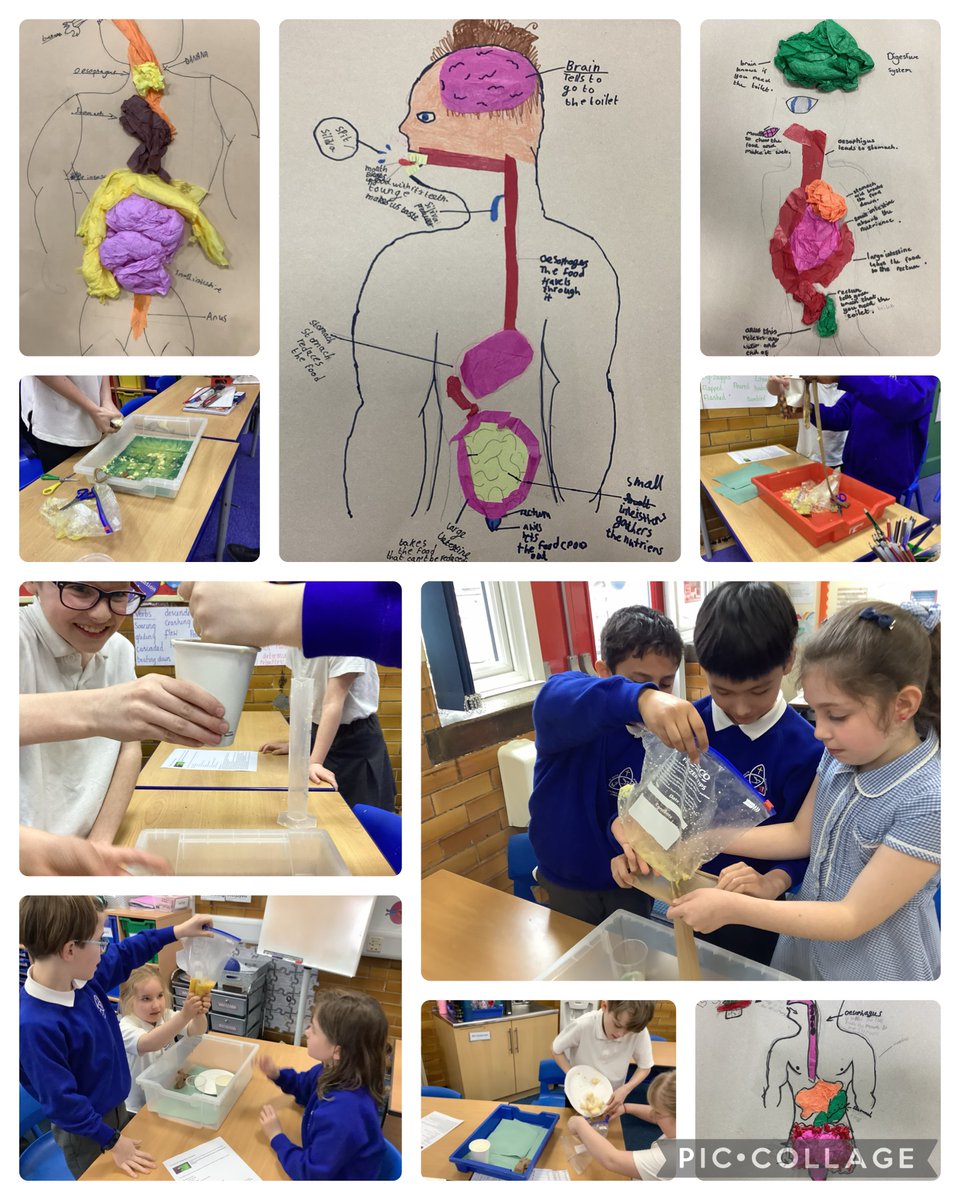 Year 4 have been learning all about how we digest food by recreating the digestive system through diagrams and an exciting experiment! 😁 @sfsmtweets @SScienceblast