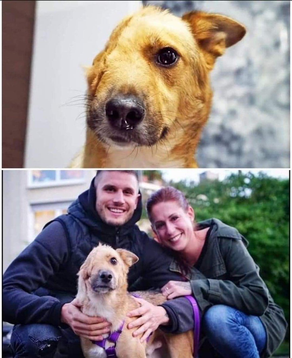 L'uomo è capace di tanta violenza ma anche di tanta compassione. Questa è la storia di Sky, un simbolo contro la crudeltà sugli animali in tutto il mondo. Sky era un randagio che viveva per le strade della Romania. Alcuni volontari tedeschi lo trovarono in una situazione tragica: