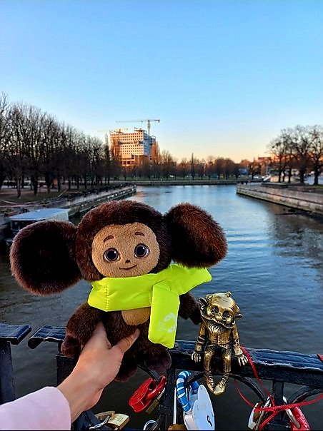 The #WorldYouthFestival mascot #Cheburashka is walking around #Kaliningrad within the regional stage of the event. #WYF #WYF2024 #VisitKaliningrad #VisitRussia 📷 by t.me/pdslvfms