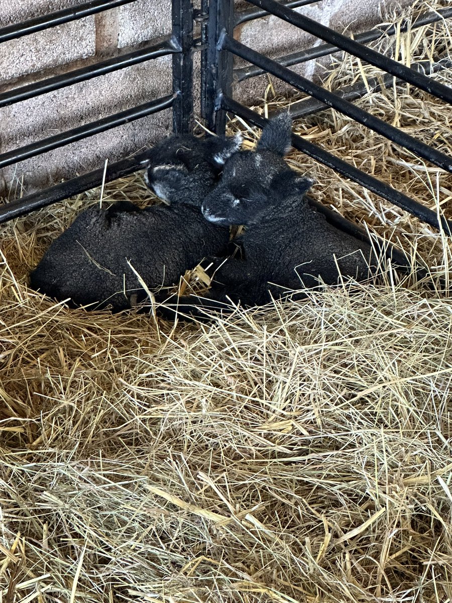First part of Lambing 2024 nearly done just 2 left, think you will agree the Ryelands are pretty cute!!! @amblingwarrior @loosecollie @GarethBubb @AdasBlake @HfdshireKate @CoxNikkigeegee
