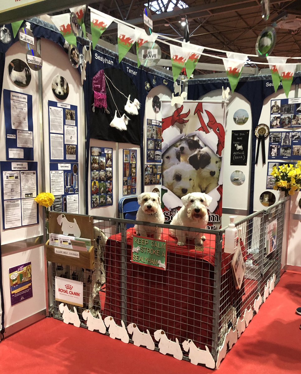 We got a lovely surprise gift from The Midland Sealyham Club today for our work at Discover Dogs @Crufts! We enjoyed every minute! Marvellous! Thankyou! 😘🐾❤️🪴👏🏻👏🏻 #sealyham #sealyhamterrier #sealyhamterriers #terrier #dog #dogs #dogsofX #dogsonX #vulnerablenativebreed