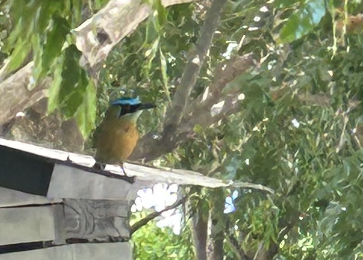It’s a great day!!  Sitting at my favorite coffee shop watching tropical birds at Taza Amarilla, in Santa Ana, Costa Rica when the speaker playing the Highwaymen’s version of Billy Joe Shaver’s classic Live Forever.   Blessing abound