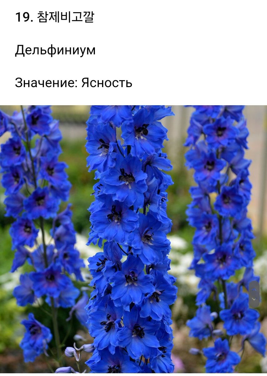 ₍ᐢ..ᐢ₎⊹ ѵαղíllα ₊°𖤐ᵎᵎ tweet media