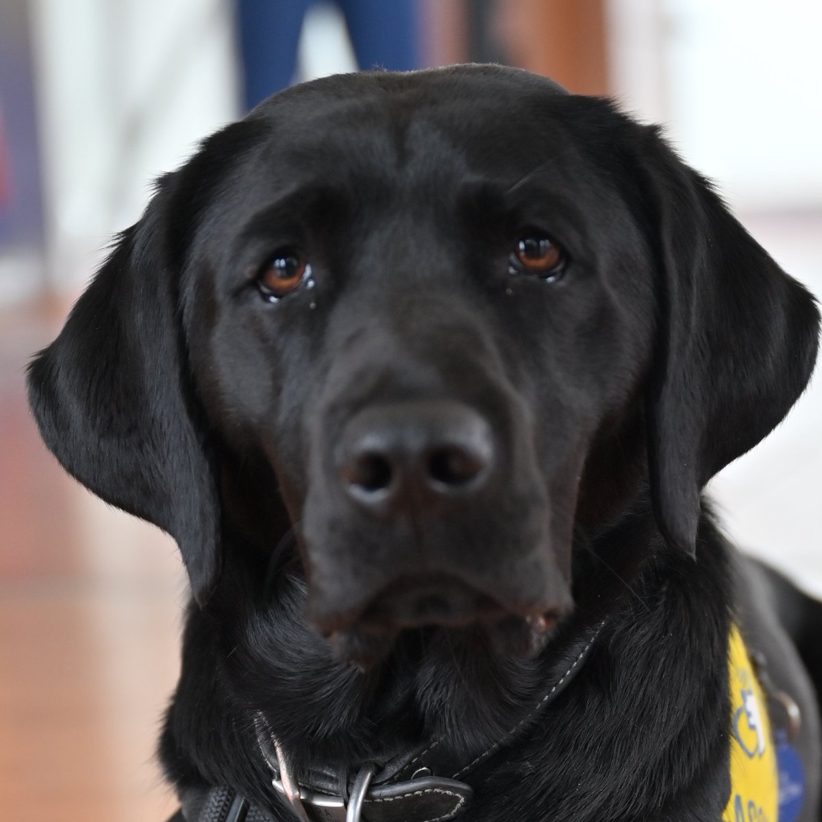 The Cst. Shaelyn Yang Legacy Committee is dedicated to honouring Shaelyn and causes important to her. Yesterday, we presented a cheque to @PADSdogs to help with the important service they provide to our community. 🐶❤️ Special thanks to @IAFF323 for their contribution.