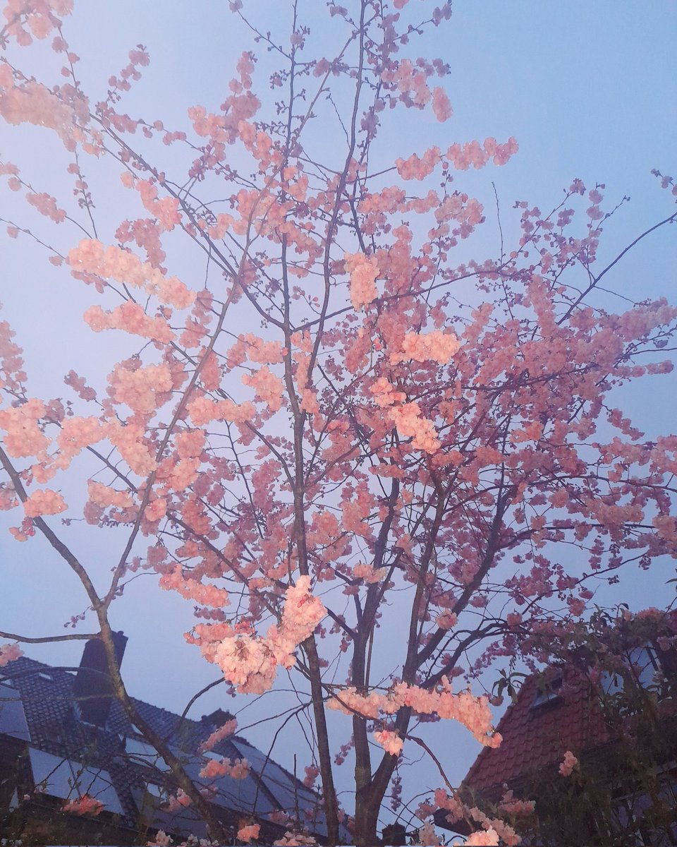 Our gorgeous tree 🌸announcing the beginning of spring. 🌱