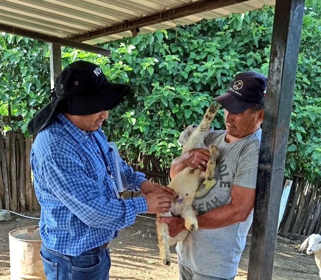 Agricultura_CZ7's tweet photo. #Loja | A través del equipo técnico del Proyecto #PIATER se realiza diagnóstico de enfermedades en caprinos, en la parroquia Cazaderos, del cantón #Zapotillo📍  en coordinación con @ncilatam. https://t.co/8RIUViYG7C