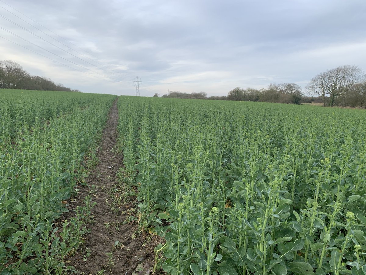 Richard Ling tweet media